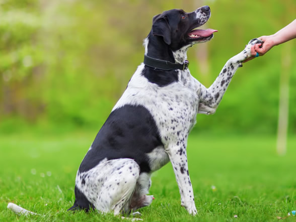 coastal country dog training